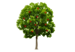 apple tree wealth management